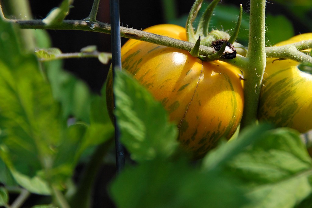 Green Zebra tomatoes, nearly ready to harvest One of my fa… Flickr