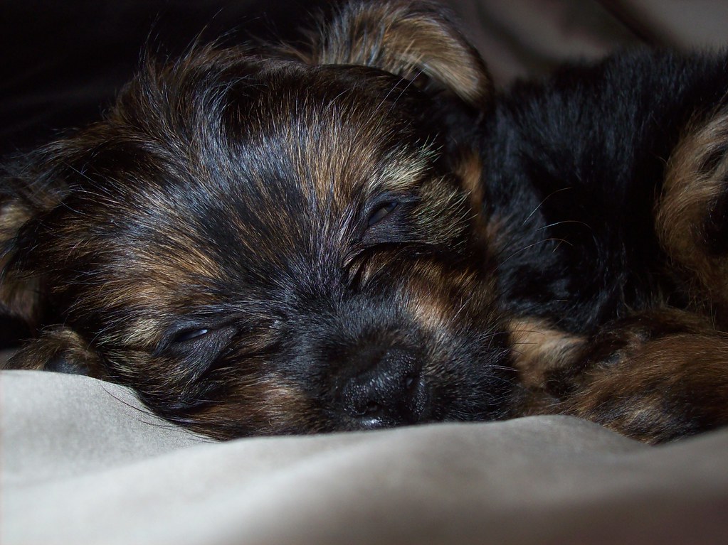 Yorkie Sleeping I'm so sleepy. Amanda Flickr