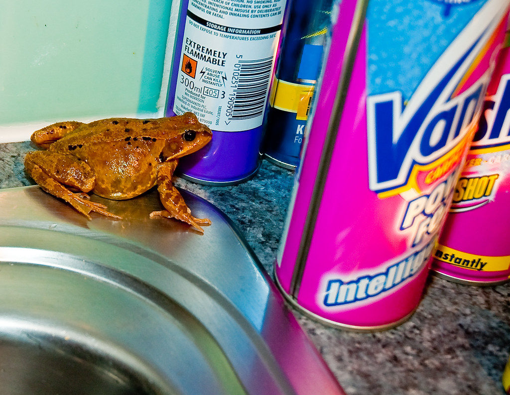 Frog in my kitchen 4 There's a frog in my kitchen what am … Flickr