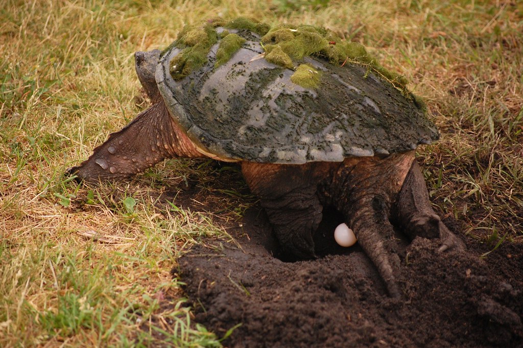 Snapping Turtle This mama was laying eggs in the park this… Flickr