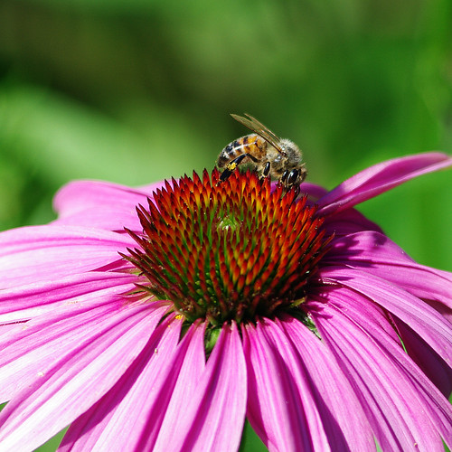 Wood Beez (187/365) Got my new toy; Pentax K7. Attach to … Flickr
