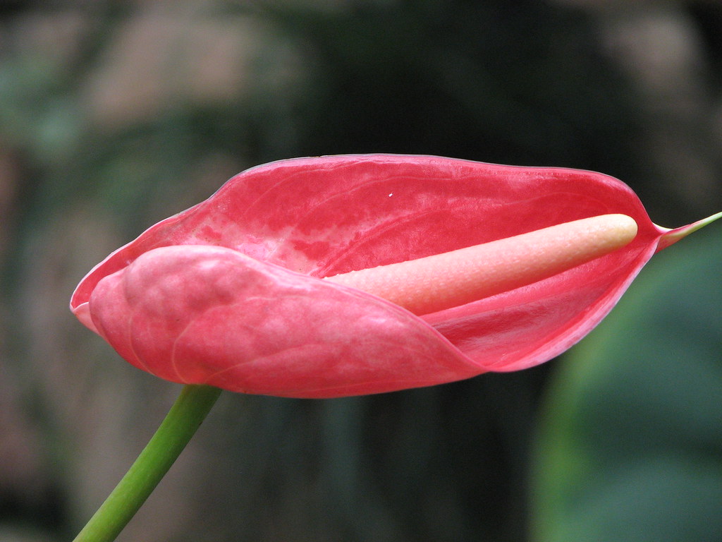 Untitled Shalinn Silkwood Flickr