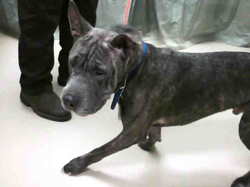 Blue Brindle Shar Pei Pit Bull Male Mix This lucky male