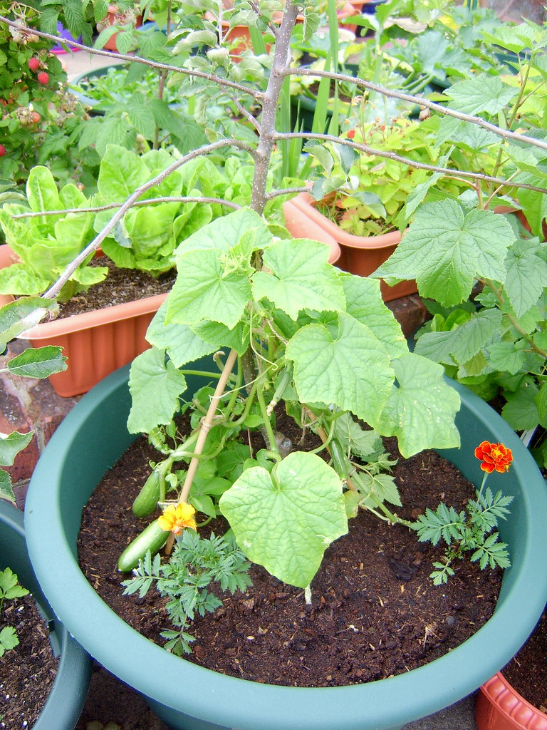 Growing Cucumbers in Pots How to Grow Cucumbers in Container