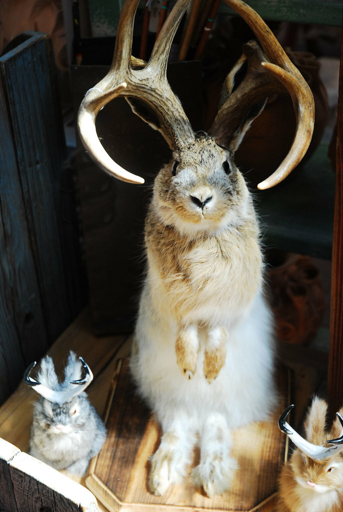 Jackalope A real Jackalope Geo Clark Flickr