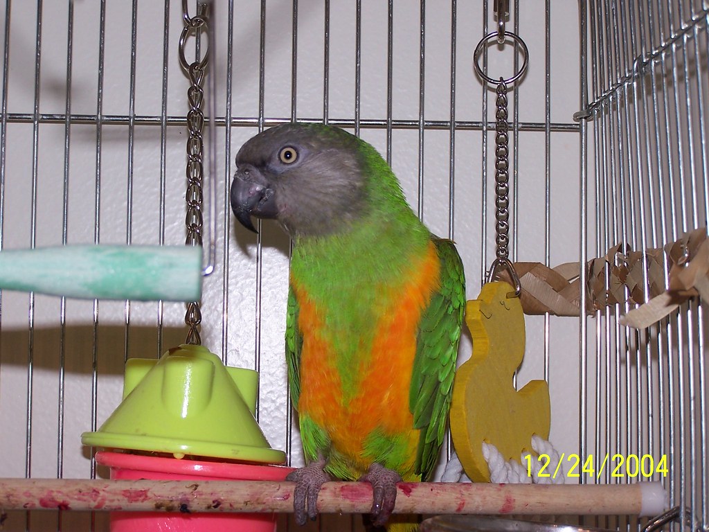 Senegal parrot in cage with toys Olathe Animal Hospital in Olathe, KS