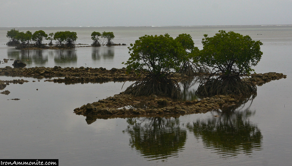 Mangroves on Yap Mangroves Paul Williams Flickr