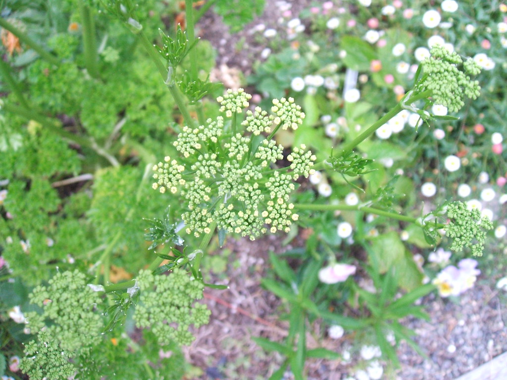 Bolting curly parsley Flickr