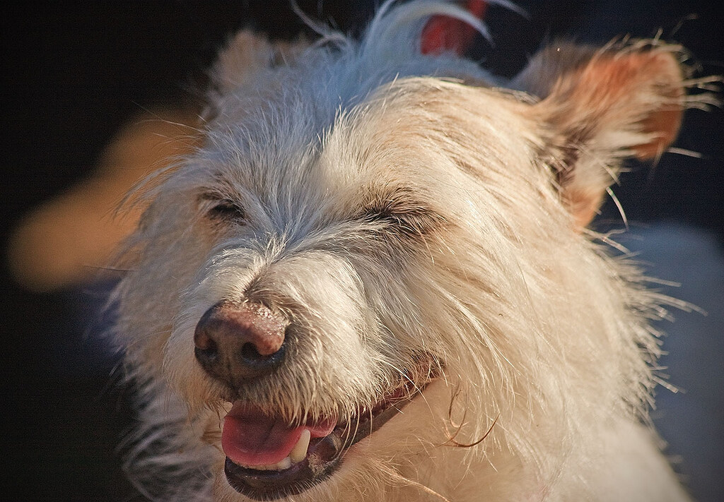 Hairy dog. Seen at a local festival. IMG_9756 Richard Taylor Flickr