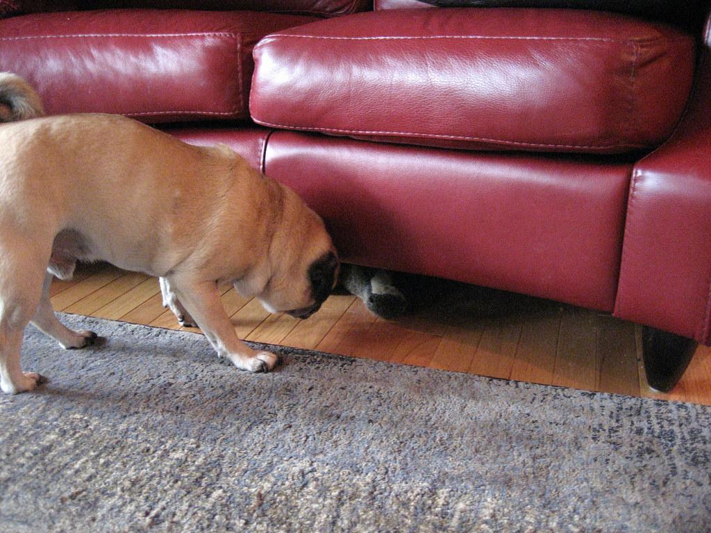 norman can't reach his toys under the couch tammyleino Flickr
