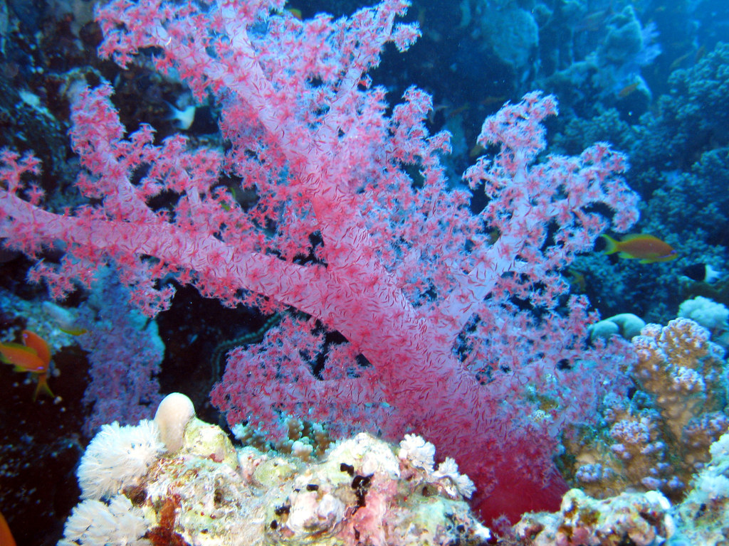 Carnation Coral View On Black blichb Flickr