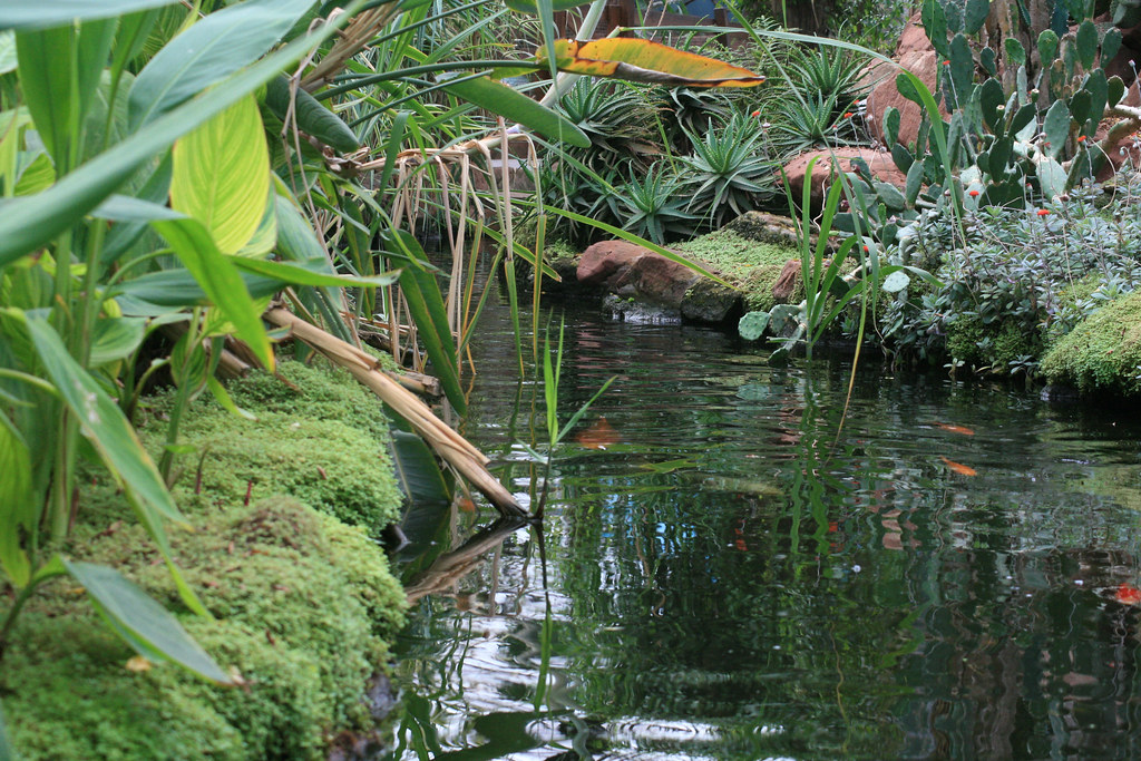 Stapeley Water Gardens Lee Flickr