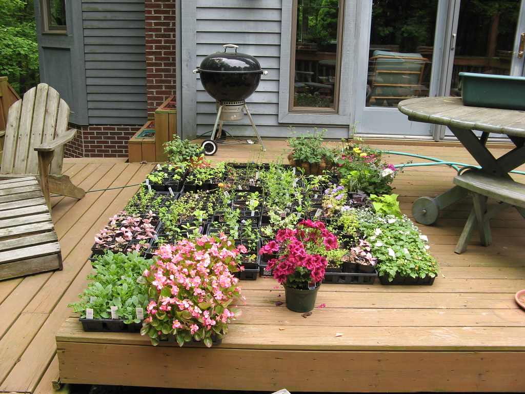 Plants These are the flats of plants to put in the deck bo… Flickr