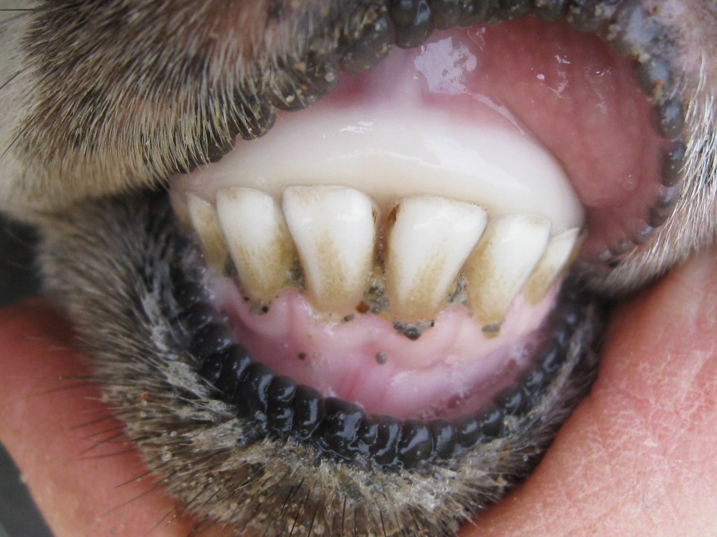 Lamb (milk) teeth a photo on Flickriver