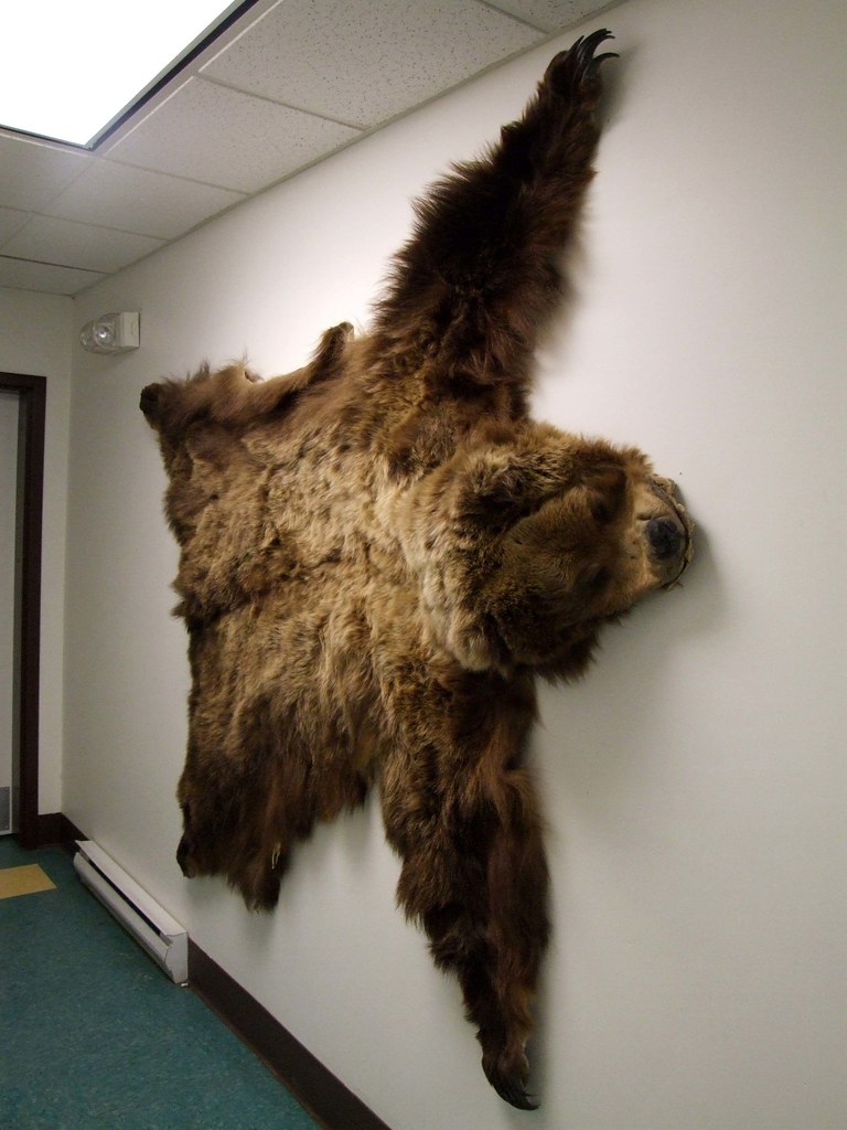Bear Skin Rug The arm span almost goes from the floor to t… Flickr