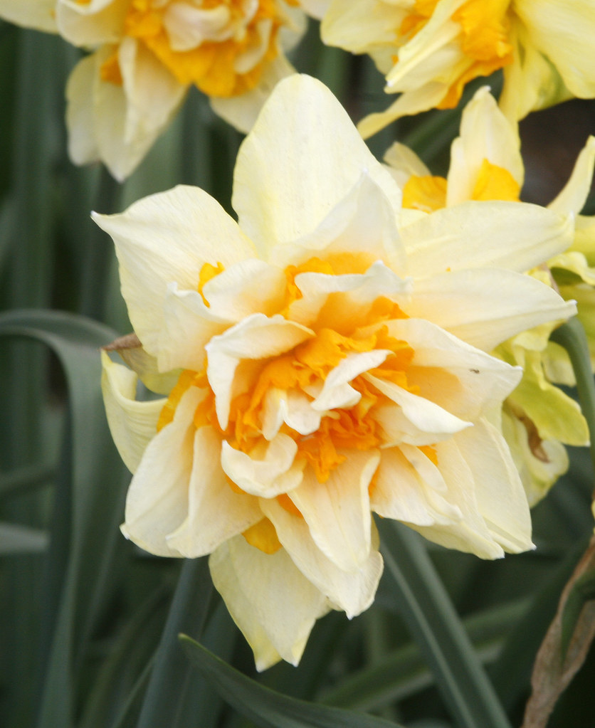 Double Daffodil, Skagit Valley Tulip Festival, Mt. Vernon,… Flickr