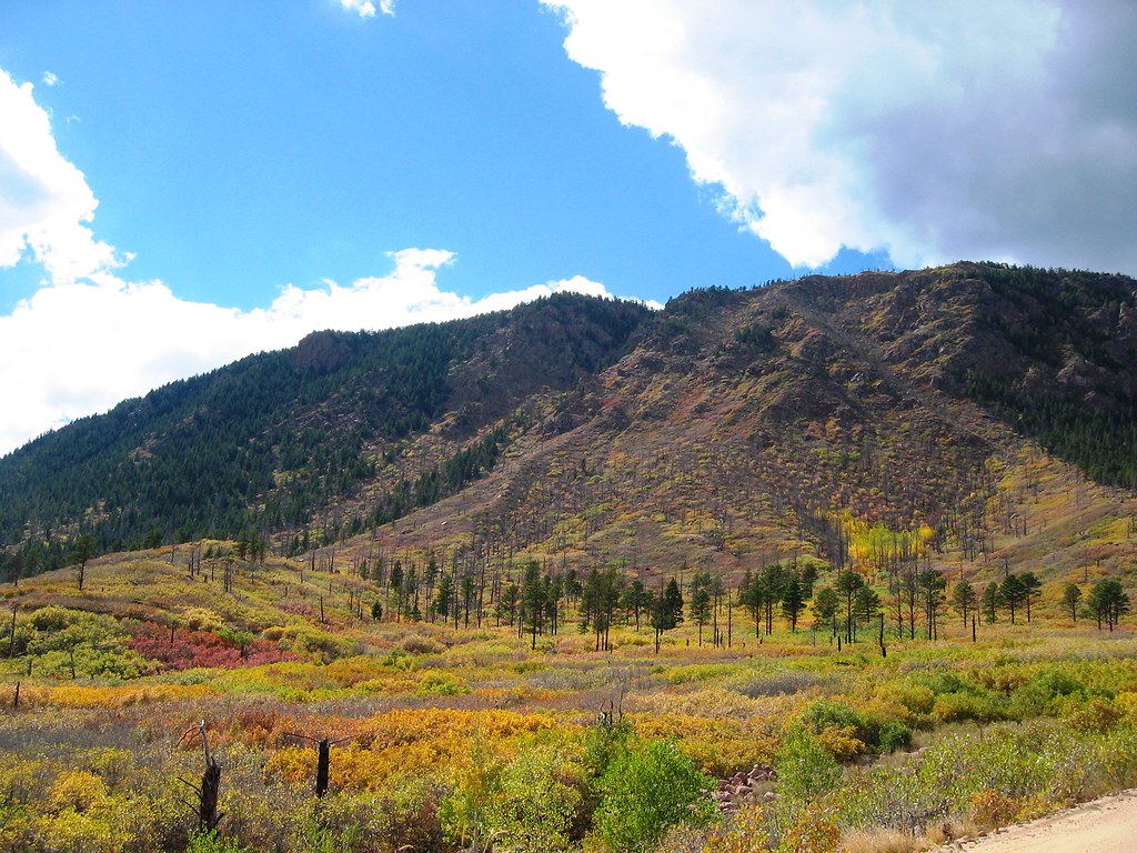 Mt. Herman Colorado Field of Flowers W.G. Dayton Flickr