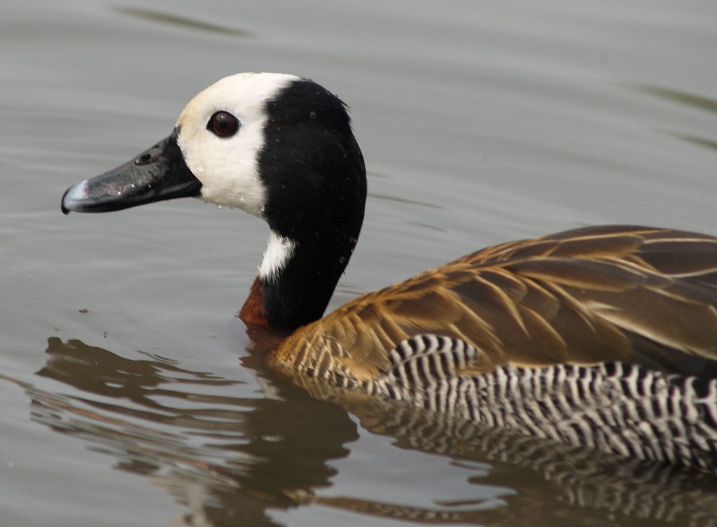 Black and white headed duck ( at slimbridge WWT) James Hall