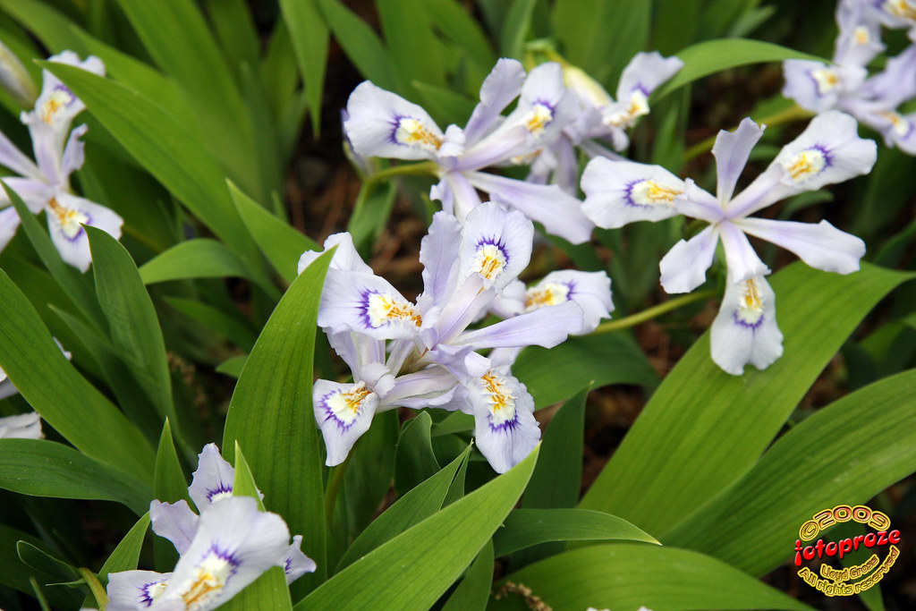 Iris Cristata 'Powder Blue Giant' C20090524 097 Jardins Bo… Flickr