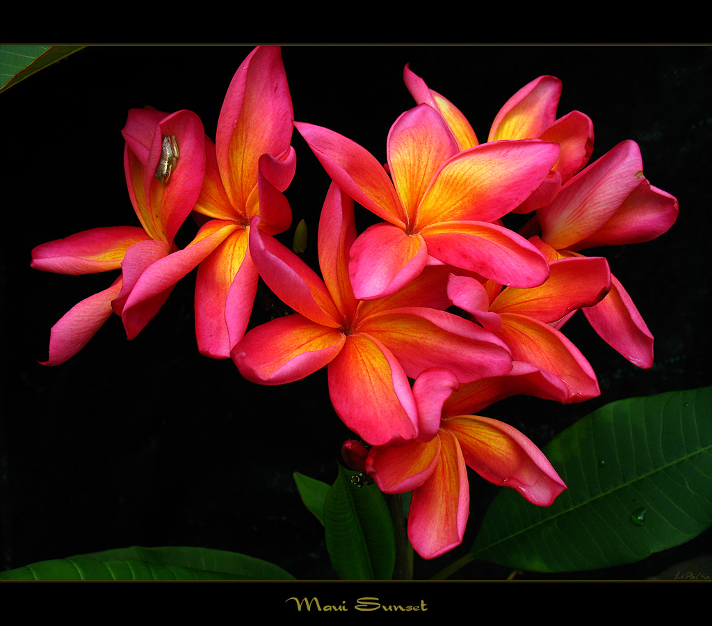 Hawaiian Flowers The Plumeria Maui Sunset a photo on Flickriver