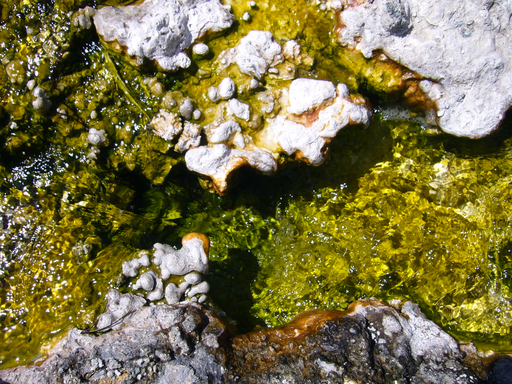 Taq hot creek detail In search of Thermus aquaticus Flickr