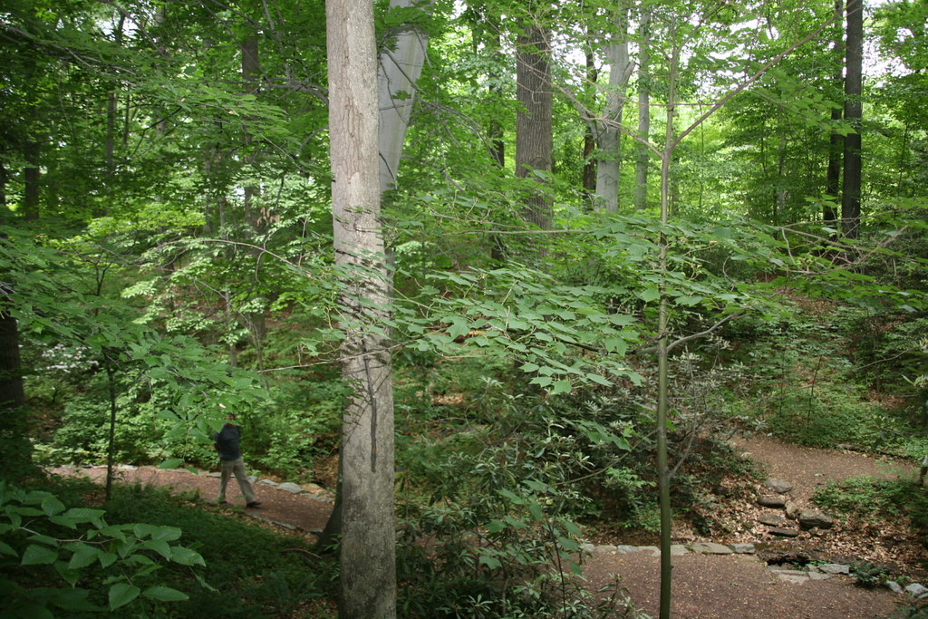 National Arboretum Fern Valley Native Plant Collection Flickr