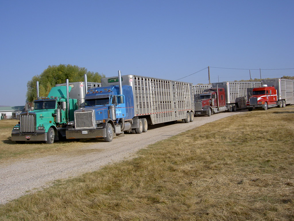 Cattle Trucks Waiting to load / McDermitt Nv. RanchRover Flickr
