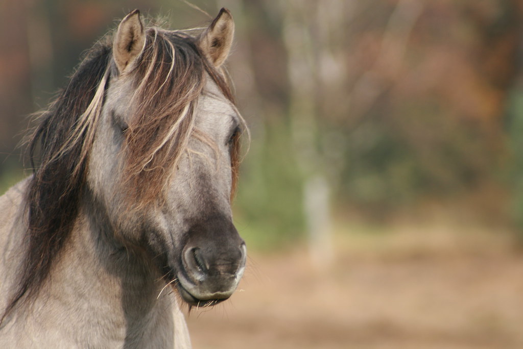 Wild Horses JERVIS_PICS Flickr