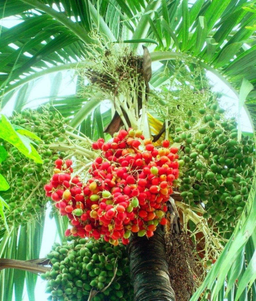015 (3) Palm tree fruit in bright red stage pjspear1 Flickr