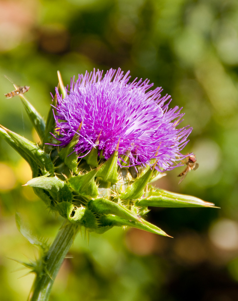 flower moloko milk bar Flickr