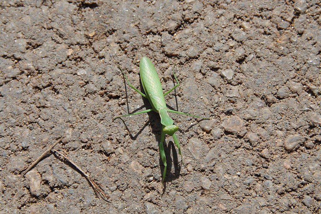 Praying Mantis This one was running around in Nara. orkomedix Flickr