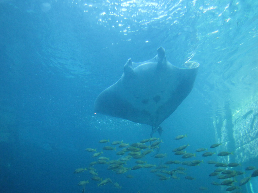 Baby Manta This manta ray is 1/3 of its adult size and i… Flickr