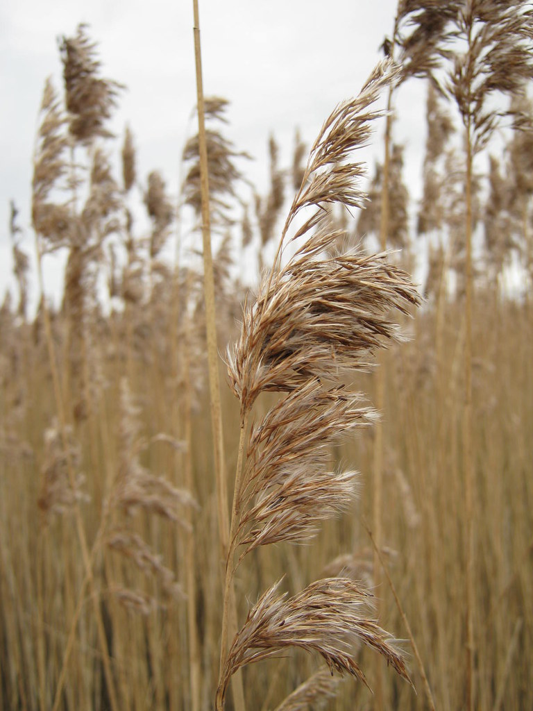 Reed beds The reed beds at Stanah are quite impressive. Th… Flickr