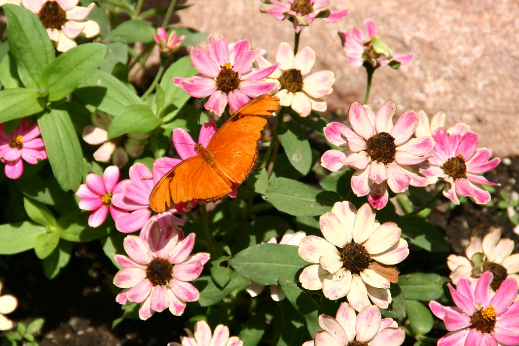 IMG_7314 Butterfly exhibit at Brookfield Zoo. Paul Flickr
