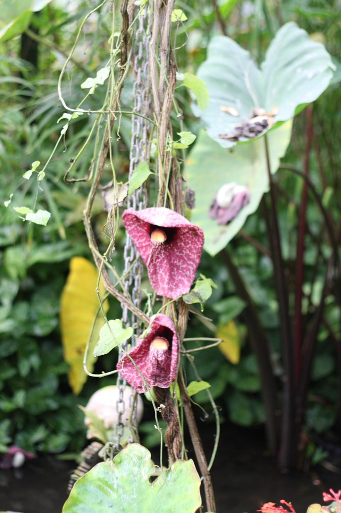Tropical Butterfly House, Wildlife & Falconry Centre, Nort… Flickr