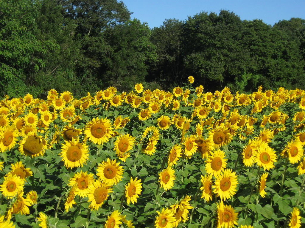 Maryland Sunflowers 04 Sunflowers along MD Rte 138 Flickr