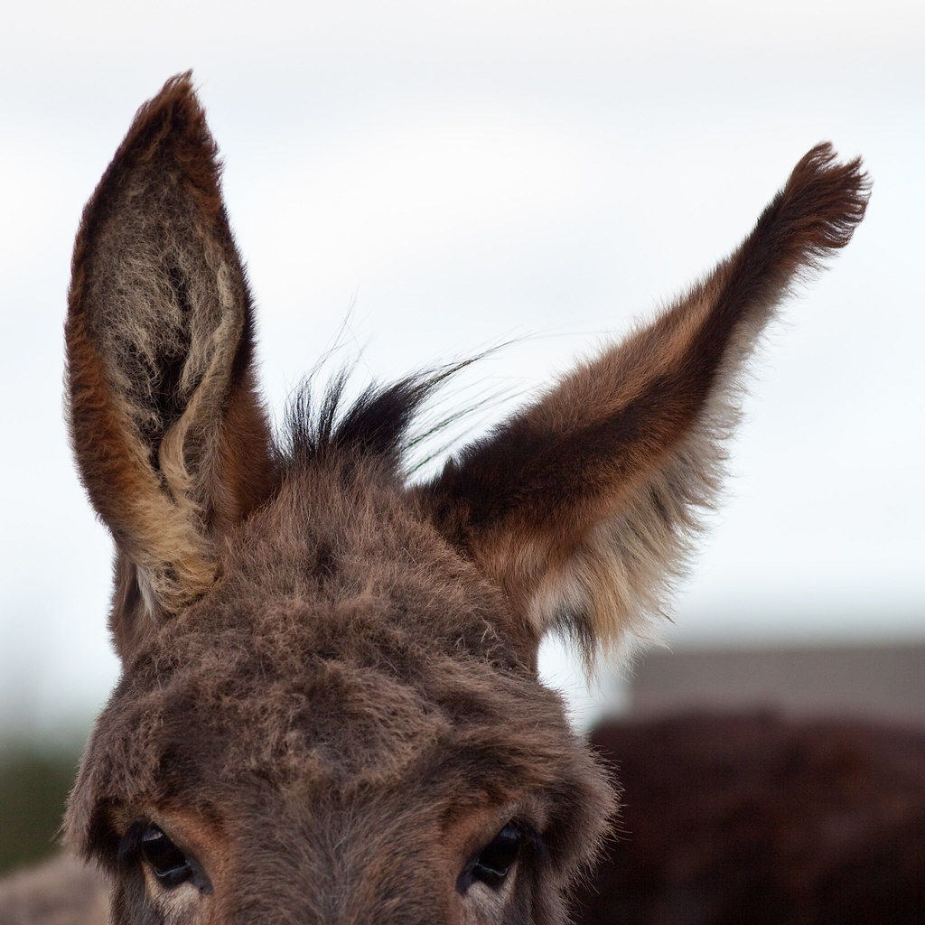 Donkey ears cropped Håkan Dahlström Flickr