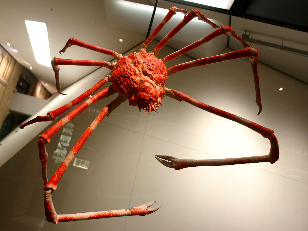 Biggest Japanese Spider Crab Giant Monster From The Deep Japanese