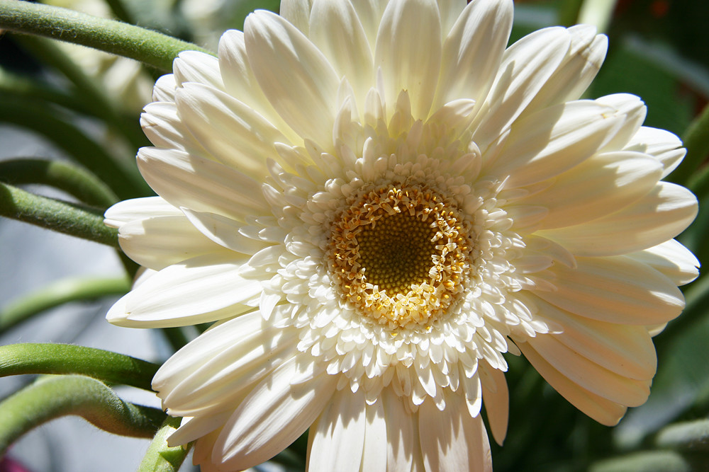 Gerbera White White Gerbera flower Thomas Larsen Flickr