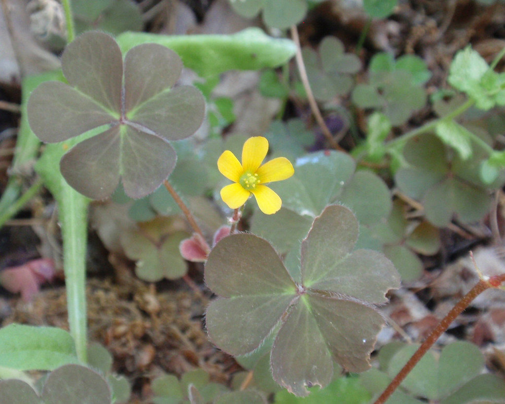 Shamrocklike leaves and bright yellow flower Monceau Flickr