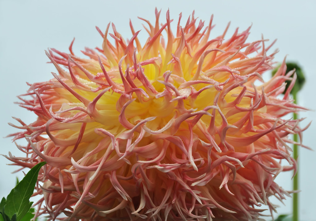 Connell's Dahlia Farm, Washington View Large On Bl… Don