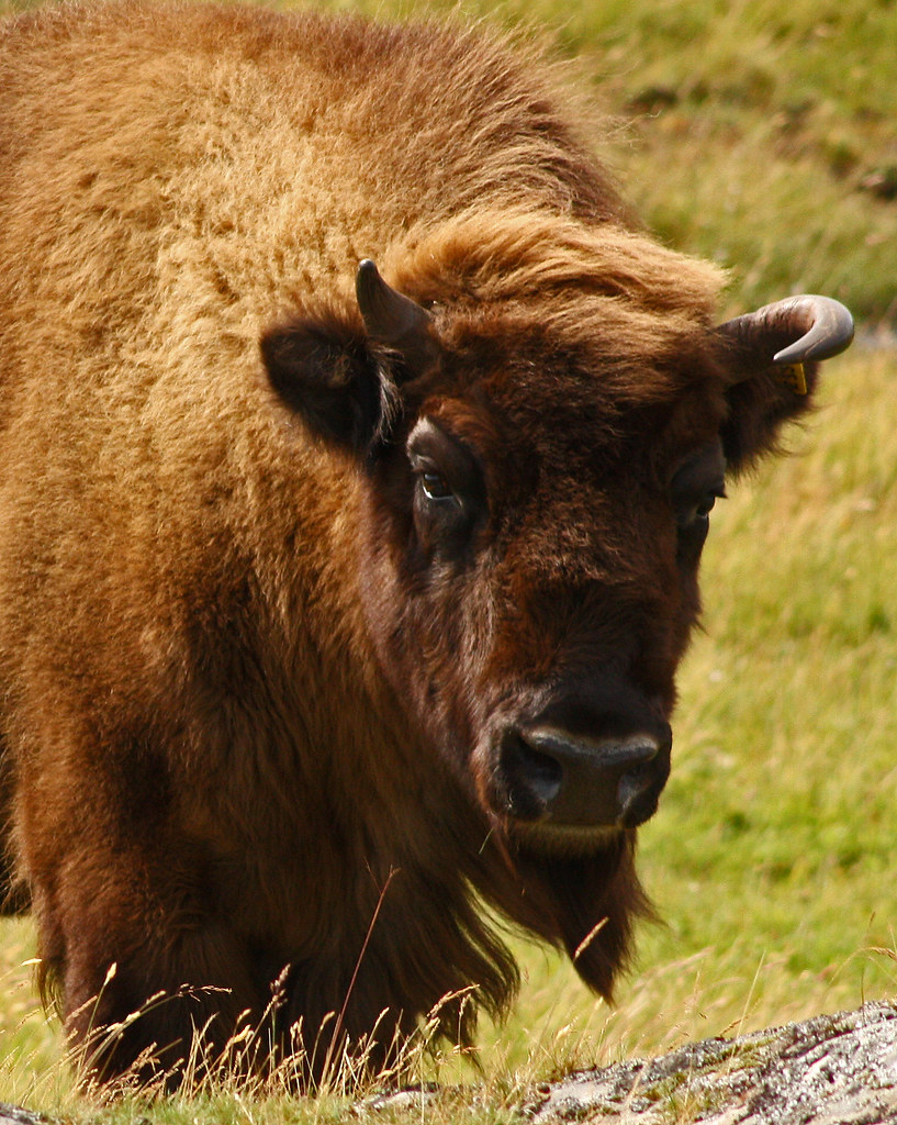 Buffalo Highland Wildlife Park, Scotland andythum Flickr
