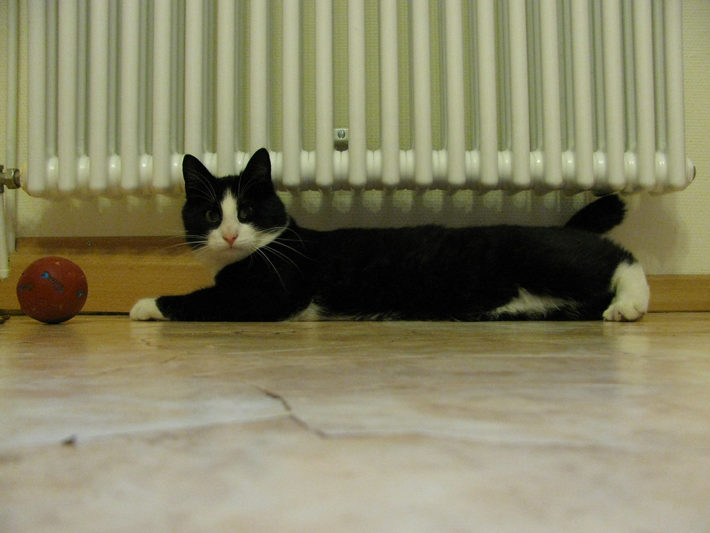 spielender Kater Der bewegt sich aber auch STÄNDIG Nobinx Flickr