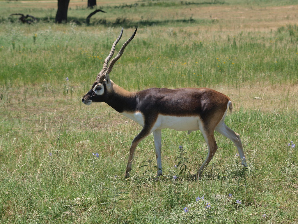 blackbuck antelope Dan Goodwin Flickr