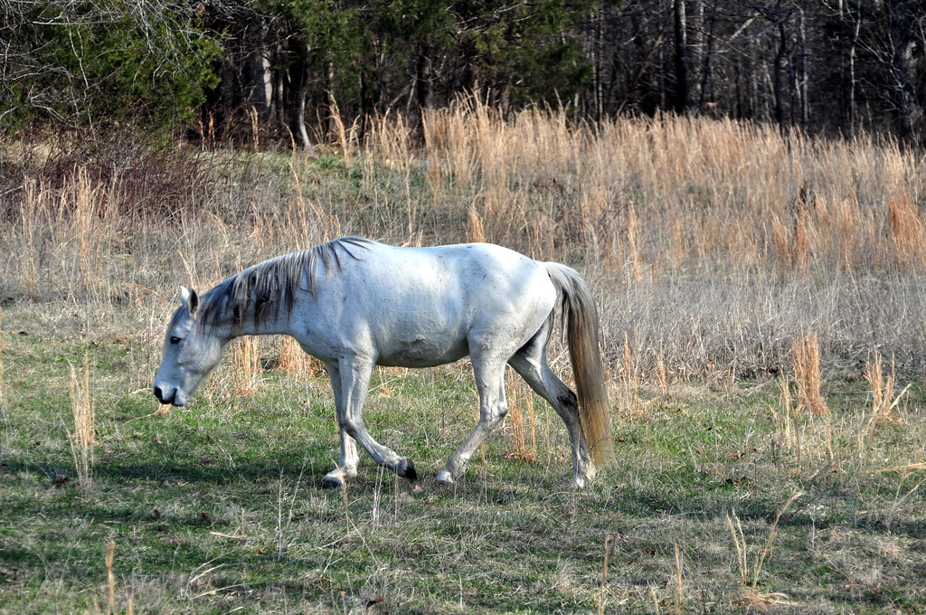 Ozark Horses ozarkpaddler Flickr