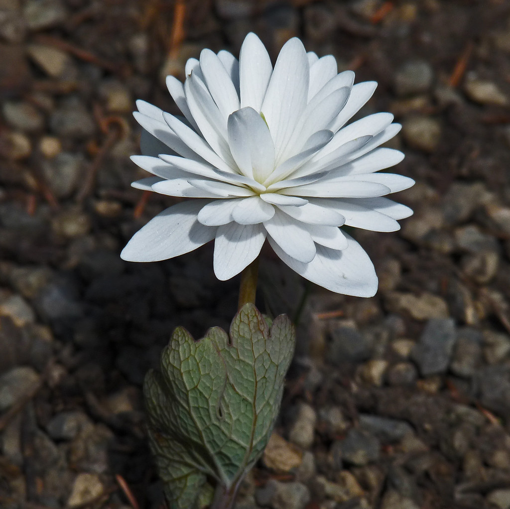 Double Bloodroot / Sanguinaria canadensis f. multiplex Ple… Flickr