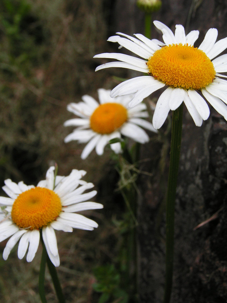 Culpeper, Virginia Flickr