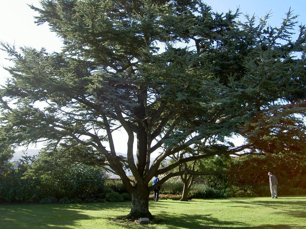 Tree planted by Duke of Edinburgh Noisywerks Flickr
