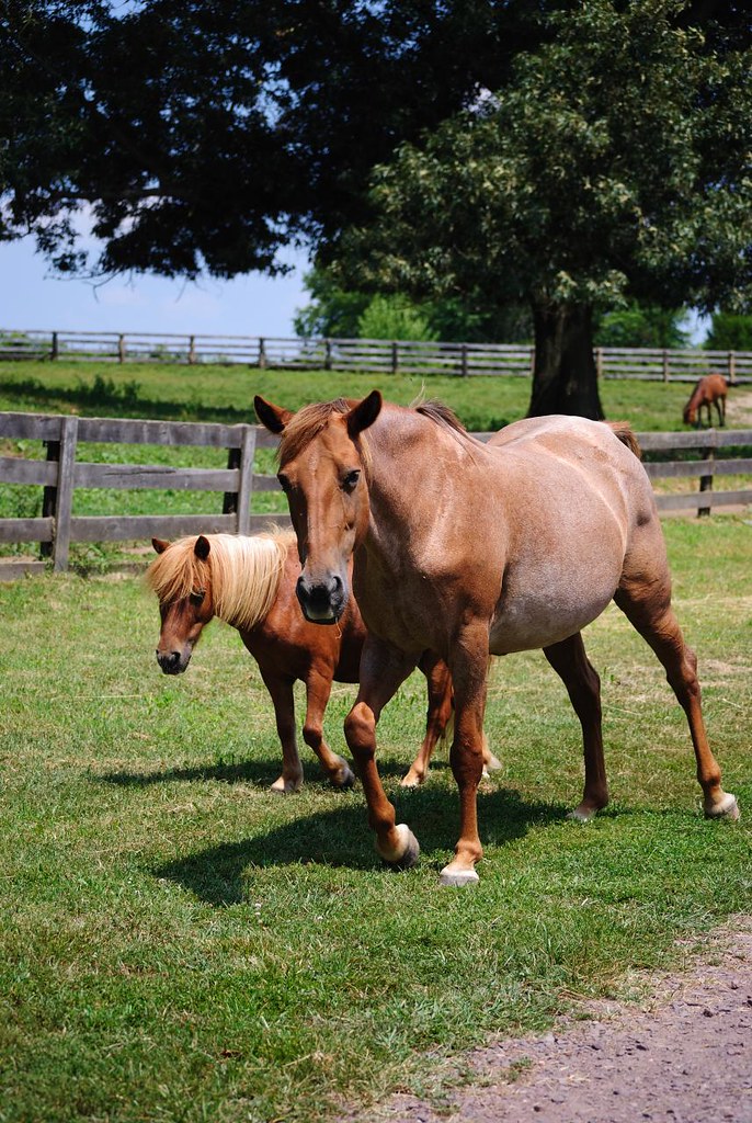 Eagle Hill Equine Rescue Photo taken while volunteering at… Flickr