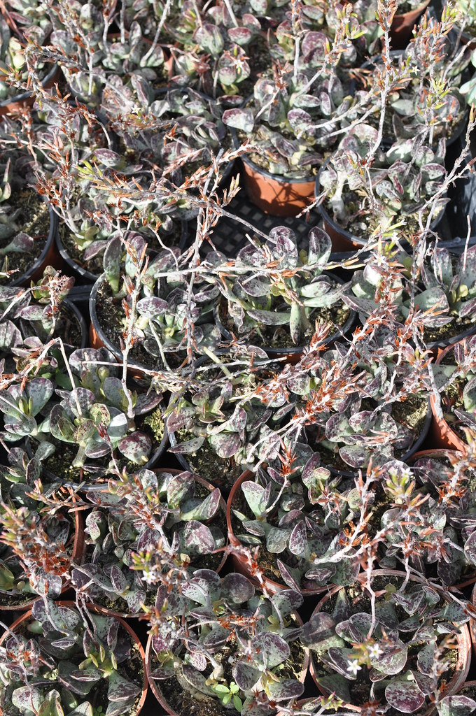 adromischus DM Color Express Inc. Flickr